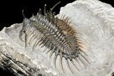 2.35" Spiny Comura Trilobite - Exceptional Preparation - #131289-5